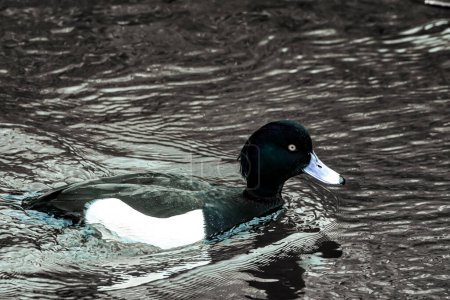 Téléchargez les photos : Un superbe portrait animal d'un Canard noir touffu nageant dans l'eau - en image libre de droit