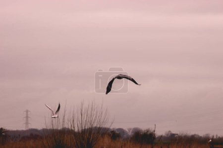 Photo for A stunning shot of a Heron in flight over a lake - Royalty Free Image