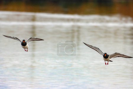 Photo for A stunning animal portrait of two Oystercatcher birds in unison in flight - Royalty Free Image