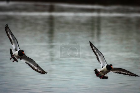 Foto de Un impresionante retrato animal de dos pájaros Oystercatcher al unísono en vuelo - Imagen libre de derechos