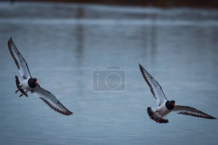 Photo for A stunning animal portrait of two Oystercatcher birds in unison in flight - Royalty Free Image