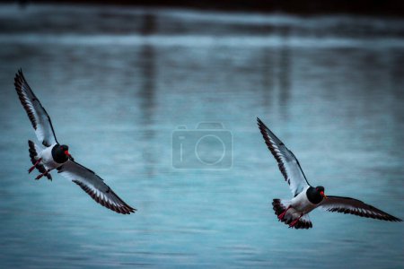 Foto de Un impresionante retrato animal de dos pájaros Oystercatcher al unísono en vuelo - Imagen libre de derechos