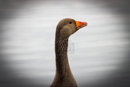 Photo for A beautiful animal portrait of a Goose. - Royalty Free Image