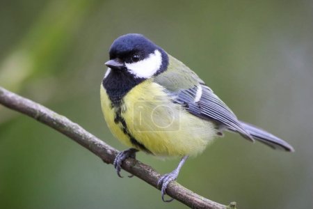 Téléchargez les photos : A stunning animal portrait of a Great Tit bird - en image libre de droit
