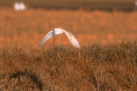 Photo for A stunning shot of a Barn Owl flying at sunset over the banks of the canal, the bird is out hunting and looking for food. - Royalty Free Image