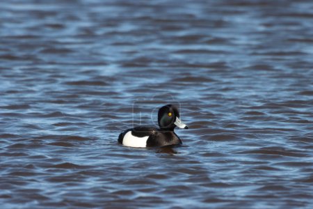 Téléchargez les photos : Un superbe portrait animal d'un canard touffu noir sur un lac. Les plumes sur le canard se dressent, d'où leur nom. - en image libre de droit