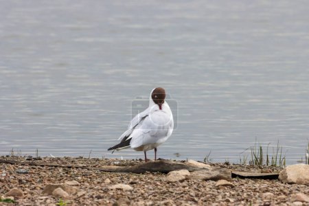 Photo for A beautiful animal portrait of a Mediterranean Gull on a lake - Royalty Free Image