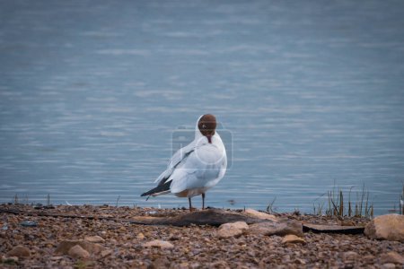 Photo for A beautiful animal portrait of a Mediterranean Gull on a lake - Royalty Free Image