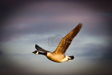Foto de Un hermoso retrato animal de un ganso canadiense en vuelo al atardecer - Imagen libre de derechos