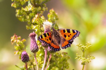 Téléchargez les photos : Un beau plan papillon, les couleurs fortes du papillon contrastant avec la couleur de fond. - en image libre de droit