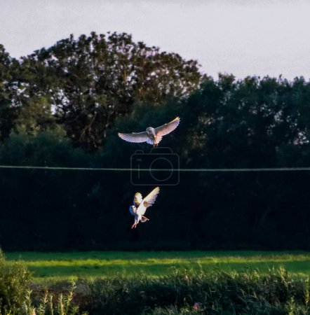 Foto de Una hermosa foto de dos búhos de granero en vuelo, que están trabajando juntos mientras buscan comida - Imagen libre de derechos