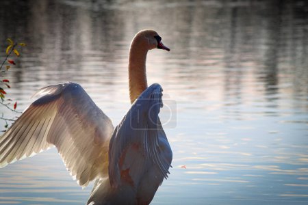 Téléchargez les photos : Un beau cygne blanc debout avec les ailes déployées et la poitrine en face d'un lac au bord de l'eau - en image libre de droit