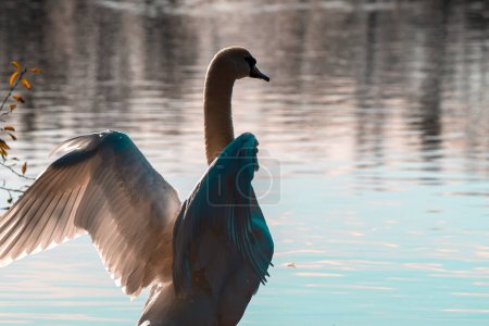Téléchargez les photos : Un beau cygne blanc debout avec les ailes déployées et la poitrine en face d'un lac au bord de l'eau - en image libre de droit