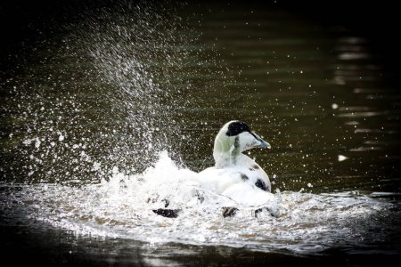 Photo for A beautiful animal portrait of an Ancona Duck on a lake - Royalty Free Image
