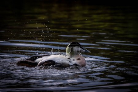 Photo for A beautiful animal portrait of an Ancona Duck on a lake - Royalty Free Image