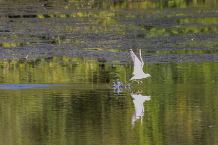 Photo for A Seagull flying and hunting for fish in the lake below, the reflection of the bird clearly visible in the water. - Royalty Free Image