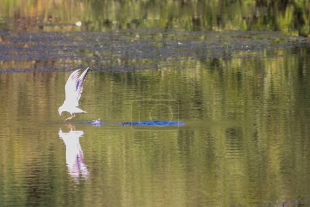 Photo for A Seagull flying and hunting for fish in the lake below, the reflection of the bird clearly visible in the water. - Royalty Free Image