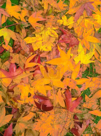 Foto de Las hojas de otoño caen. Naturaleza otoño fondo. - Imagen libre de derechos