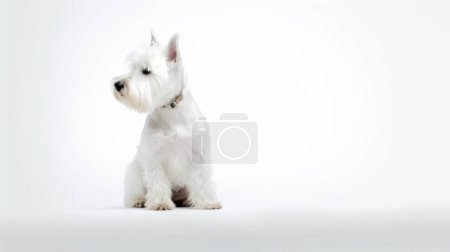 Foto de Perro blanco delante de un fondo de una silla de madera - Imagen libre de derechos