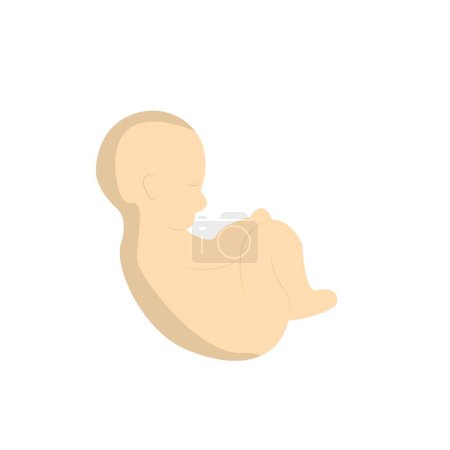 Ilustración de Vector embarazo útero útero útero ilustración - Imagen libre de derechos