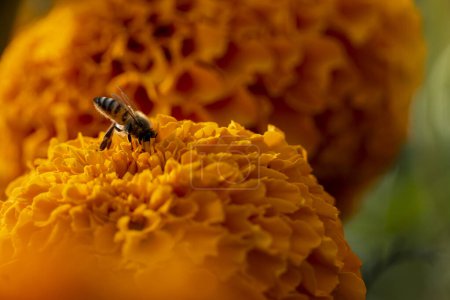 Téléchargez les photos : Abeille manger sur cempasuchil fleurs dans le champ close up mexique latino america - en image libre de droit