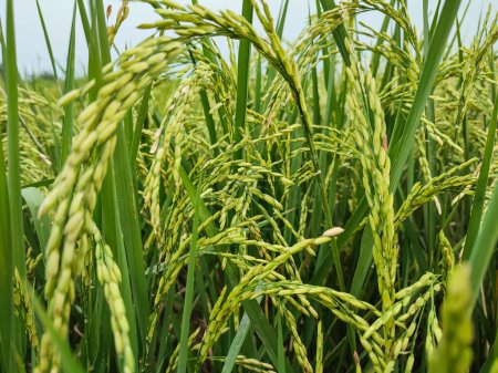 Reisfeldernte auf dem Reisfeld