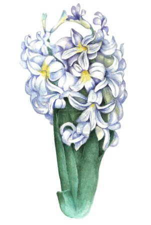 Photo for Hyacinth Flower watercolor illustration. Design for textile, wallpapers, Element for design, Greeting card. - Royalty Free Image