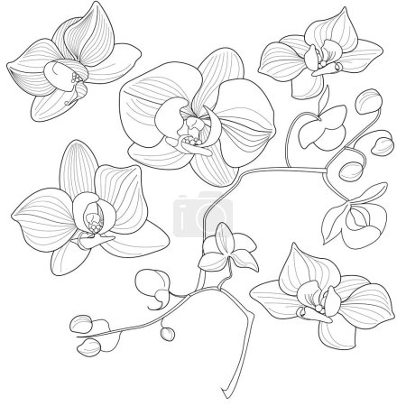 Téléchargez les illustrations : Coloriage art thérapie. Image linéaire de fleurs d'orchidée. Les photos sont parfaites pour créer des cartes, autocollants, fonds d'écran et autres projets. - en licence libre de droit