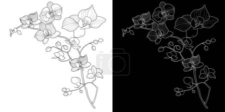 Illustration for Art therapy coloring page. Linear image of orchid flowers. The pictures are perfect for creating cards, stickers, wallpapers and other projects. - Royalty Free Image