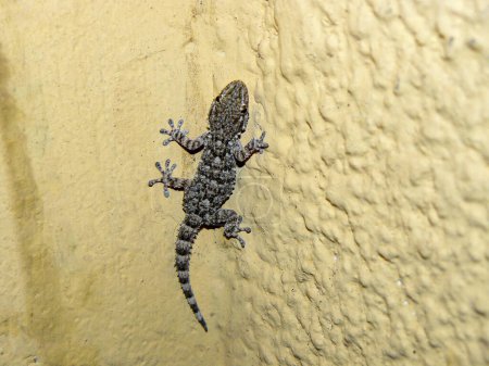 small gecko lizard climbing the wall of a house