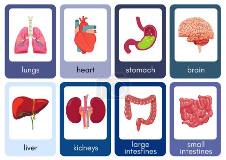 Photo for Human Organs Anatomy flashcards - 1 - Royalty Free Image