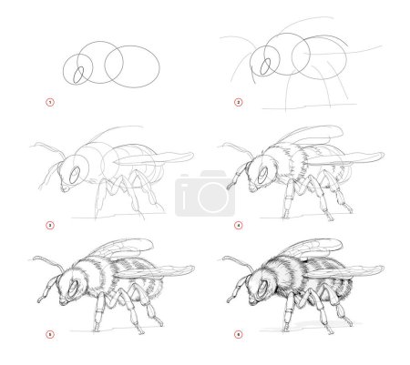 Illustration for Page shows how to learn to draw sketch of bumblebee. Creation step by step pencil drawing. Educational page for artists. Textbook for developing artistic skills. Online education. Vector image. - Royalty Free Image