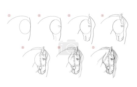 Illustration for Page shows how to learn to draw sketch of horse head. Pencil drawing lessons. Educational page for artists. Textbook for developing artistic skills. Online education. Vector image. - Royalty Free Image