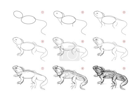 Illustration for Page shows how to learn to draw sketch a New Zealand lizard tuatara. Pencil drawing lessons. Educational page for artists. Textbook for developing artistic skills. Online education. Vector image. - Royalty Free Image
