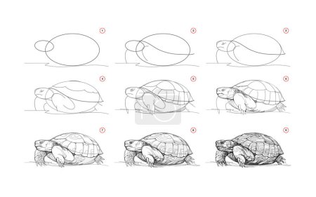 Illustration for Page shows how to learn to draw sketch a desert animal turtle. Pencil drawing lessons. Educational page for artists. Textbook for developing artistic skills. Online education. Vector illustration. - Royalty Free Image