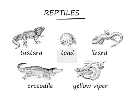 Set of black and white isolated drawings of reptiles. Wildlife animals. Illustrations for encyclopedia, children book, fabric, fashion, wallpaper. Flat cartoon vector.