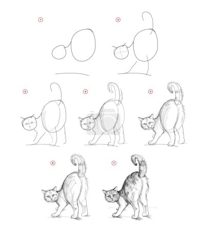 Illustration for Page shows how to learn to draw sketch a standing cat. Pencil drawing lessons. Educational page for artists. Textbook for developing artistic skills. Online education. Vector illustration. - Royalty Free Image