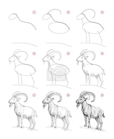 Illustration for Page shows how to learn to draw from life sketch a wild mountain goat. Pencil drawing lessons. Educational page for artists. Developing artistic skills. Online education. Vector illustration. - Royalty Free Image