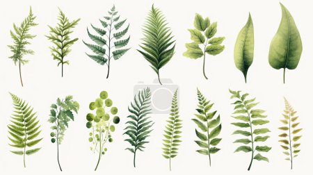 Illustration for Elements set collection of green forest fern, tropical green eucalyptus greenery art foliage natural leaves herbs in watercolor style. Decorative beauty elegant illustration - Royalty Free Image