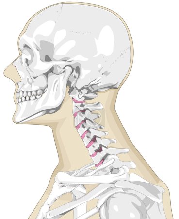 Téléchargez les photos : Le squelette de la tête au cou, comprenant le crâne et la colonne cervicale, forme le lien crucial de notre structure squelettique. Le crâne protège le cerveau, abritant des traits faciaux complexes, tandis que la colonne cervicale permet la mobilité. - en image libre de droit