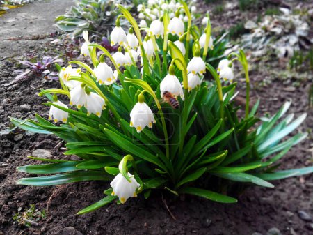 The snow melted and white spring flowers bloomed