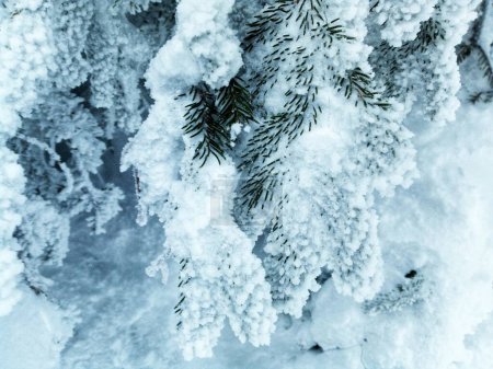 Téléchargez les photos : Les branches d'un épinette fortement givrées par la neige hivernale - en image libre de droit