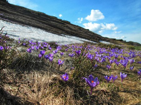 Vibrant Heuffel's crocuses blossoming in spring