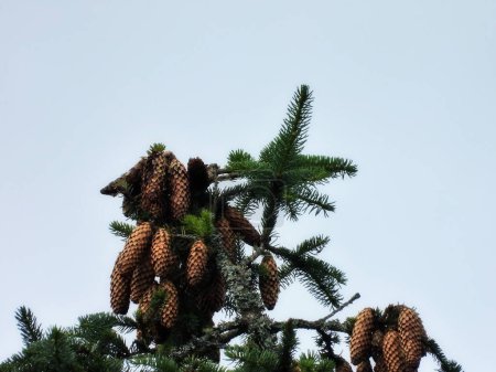 Spruce cones clustered at tree's peak