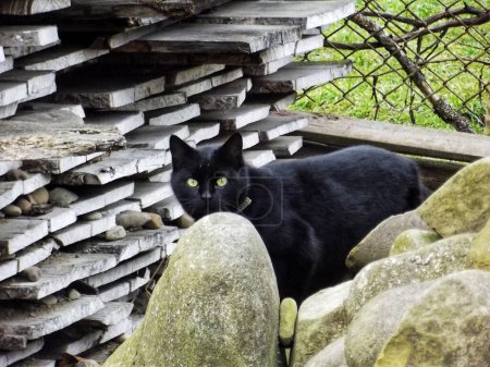 Foto de Un gato negro se oculta detrás de piedras y tablones erosionados - Imagen libre de derechos