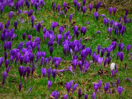 A vibrant field of Heuffel's saffron blooms under spring rain