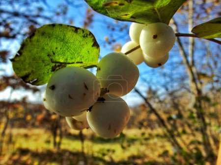 Las agallas del manzano. Cultivos blancos no comestibles en una rama de manzano causada por una infección fúngica