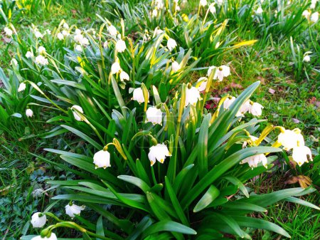 Clusters of dainty white bell-shaped flowers, Leucojum vernum, herald the arrival of spring amidst a verdant forest floor