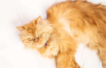 Foto de Lindo gato rojo en fondo, de cerca - Imagen libre de derechos