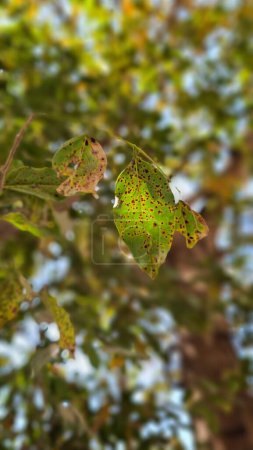 Photo for Brown leaf in the tree - Royalty Free Image